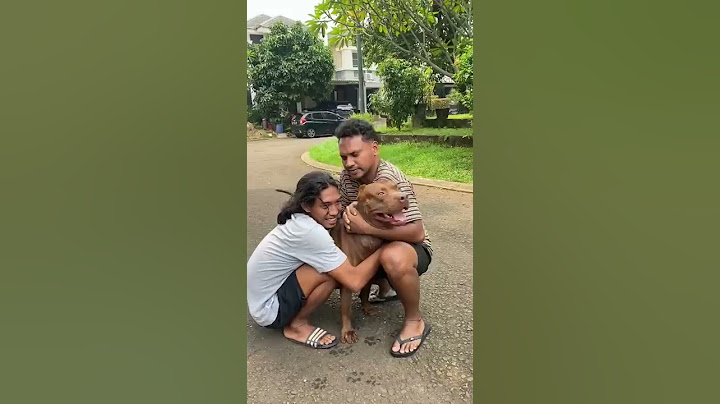 MUSSO NGAMUK GAK MAU DITINGGAL PERGI