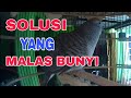 Solusi Perkutut Yang Malas Bunyi Degarkan Suara Burung Ini Buktikan Mp3 - Mp4 Download