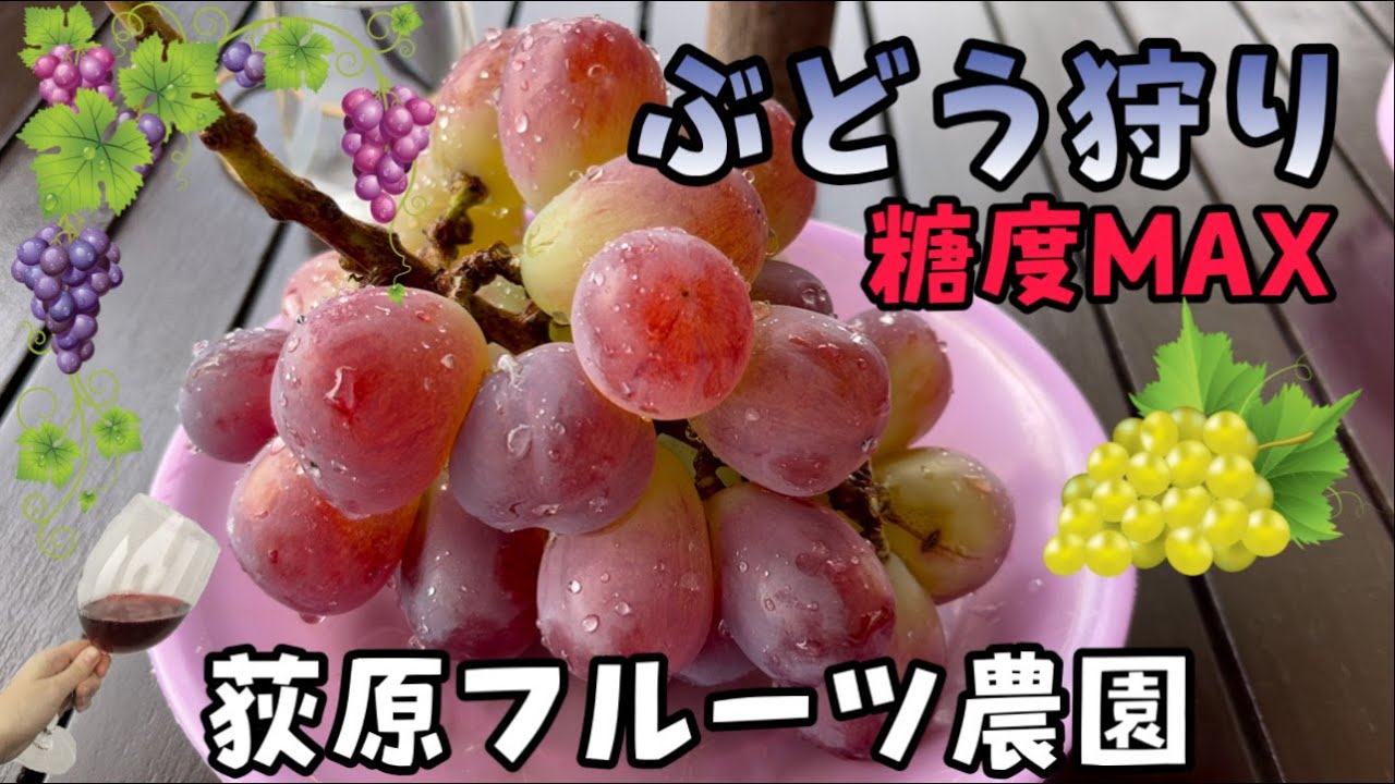 山梨県 荻原フルーツ農園でぶどう狩り！絶品シャインマスカットを絶景で食べる最高の体験ができます！