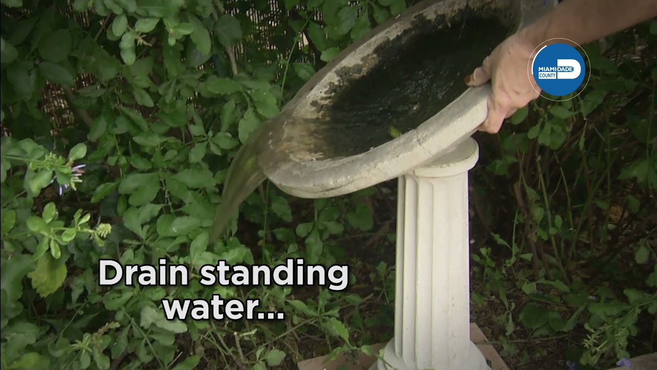 Drain & Cover - Mosquito Control - Fight the Bite