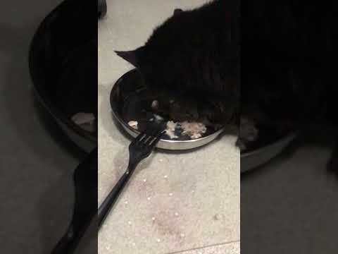  Cat  makes grinding  noise  while eating mucous snotty 