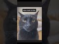 Cats Falling, Tripping & Derping Compilation 🌀🐈😄 #CatFalls #TripCats #DerpyCats #CatFailsVideo #F