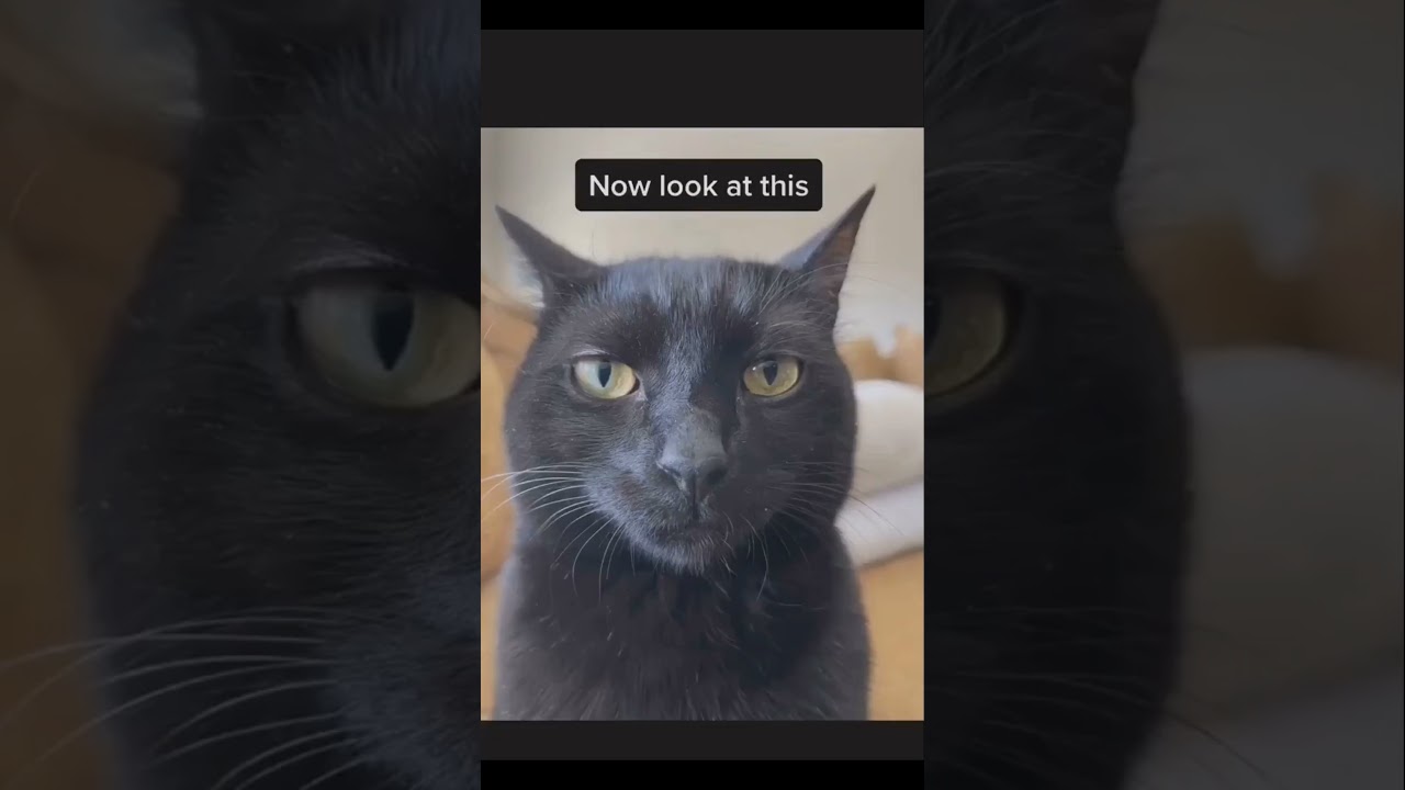 Cats Falling, Tripping & Derping Compilation 🌀🐈😄 