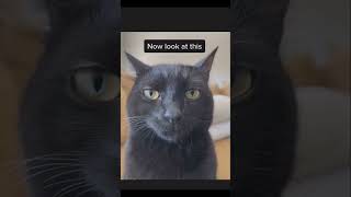 Cats Falling, Tripping & Derping Compilation 🌀🐈😄 #CatFalls #TripCats #DerpyCats #CatFailsVideo #F