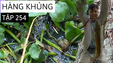 Tập 254 - Câu Cá Rô Thế Này Không Mê Sao Được, Dính Toàn Thuỷ Quái