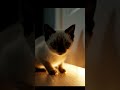 Don’t Skip… This Sad Cat Story Will Break Your Heart 😢#sadcat #watchtillend #viral #shorts