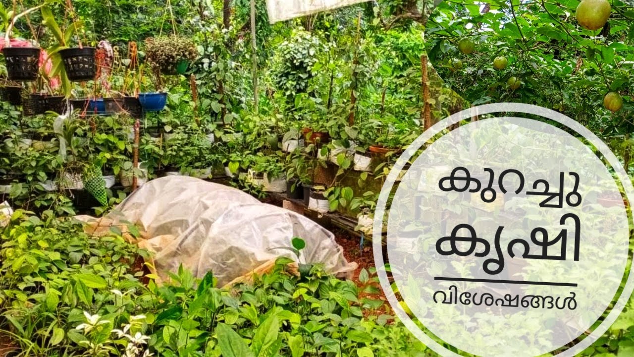 Grafting in PlantsVariety of Black PeppersBush pepper pepper farming