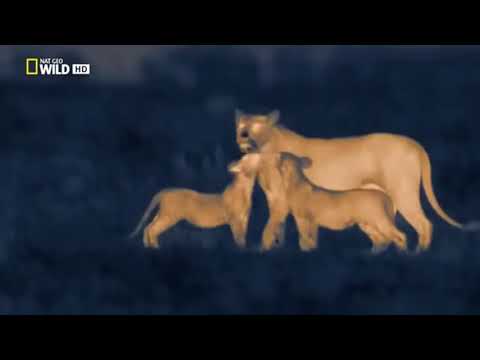       ليلة من ليالي الاسود في أفريقيا