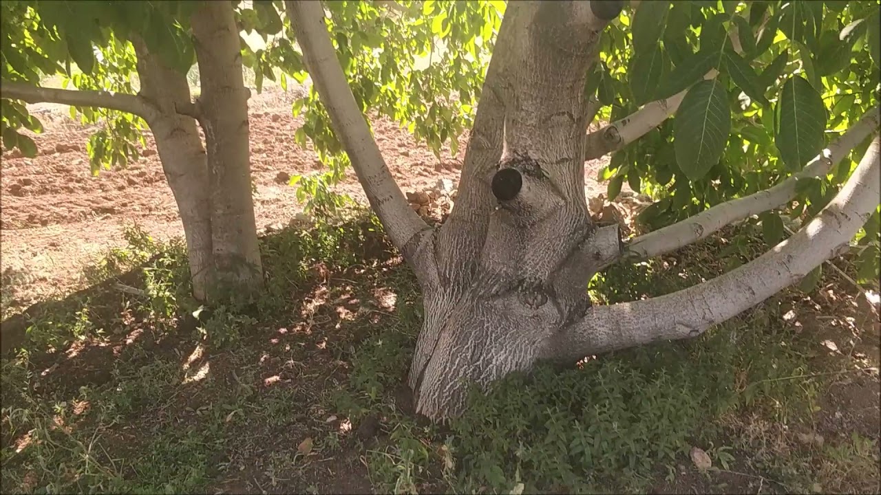 ÇEKİRDEKTEN CEVİZ NASIL OLUR ? ~  BADEMLER BU SENE DİNLENİYOR   (32)