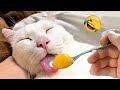 New Funny Animals 2024 😅 Funniest Cats and Dogs 😹🐶 Part 25