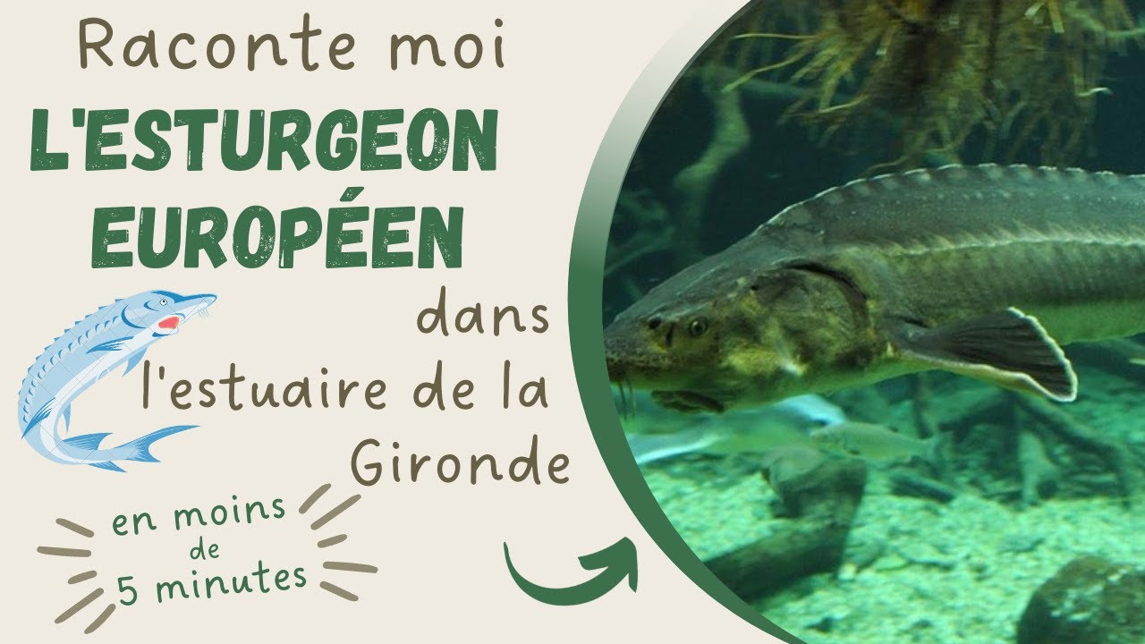 L'ESTURGEON EUROPÉEN en voie de disparition