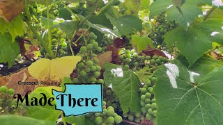 The Evolution of the Wine Industry with Alphonse de Klerk of Rolling Bay Winery | Made There