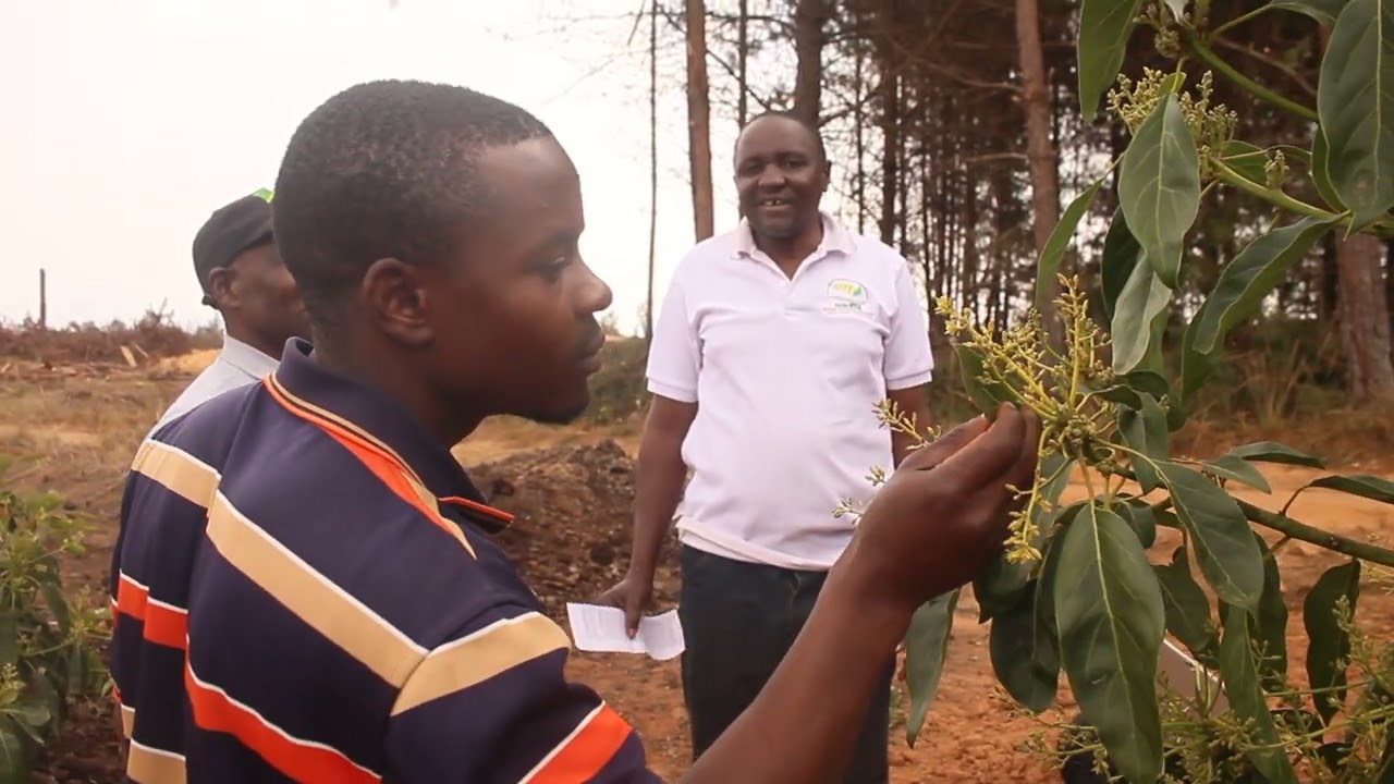 MKULIMA  WA PARACHICHI  MWENYE FURAHA ZAIDI AKIWAWATEMBEZA  WAKULIMA HAMBANI KWAKE