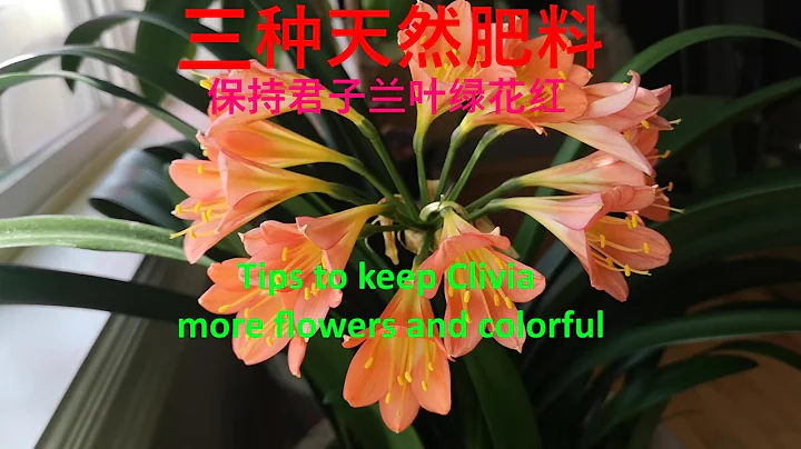 君子蘭怎麼養：三種天然肥料-更能保持君子蘭葉綠花紅! how to care Clivia- Tips to keep Clivia more flowers and colorful (2022) - 天天要聞
