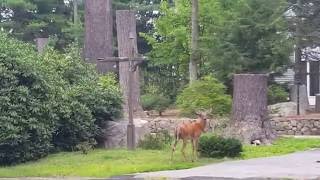 Deer in neighbors yard