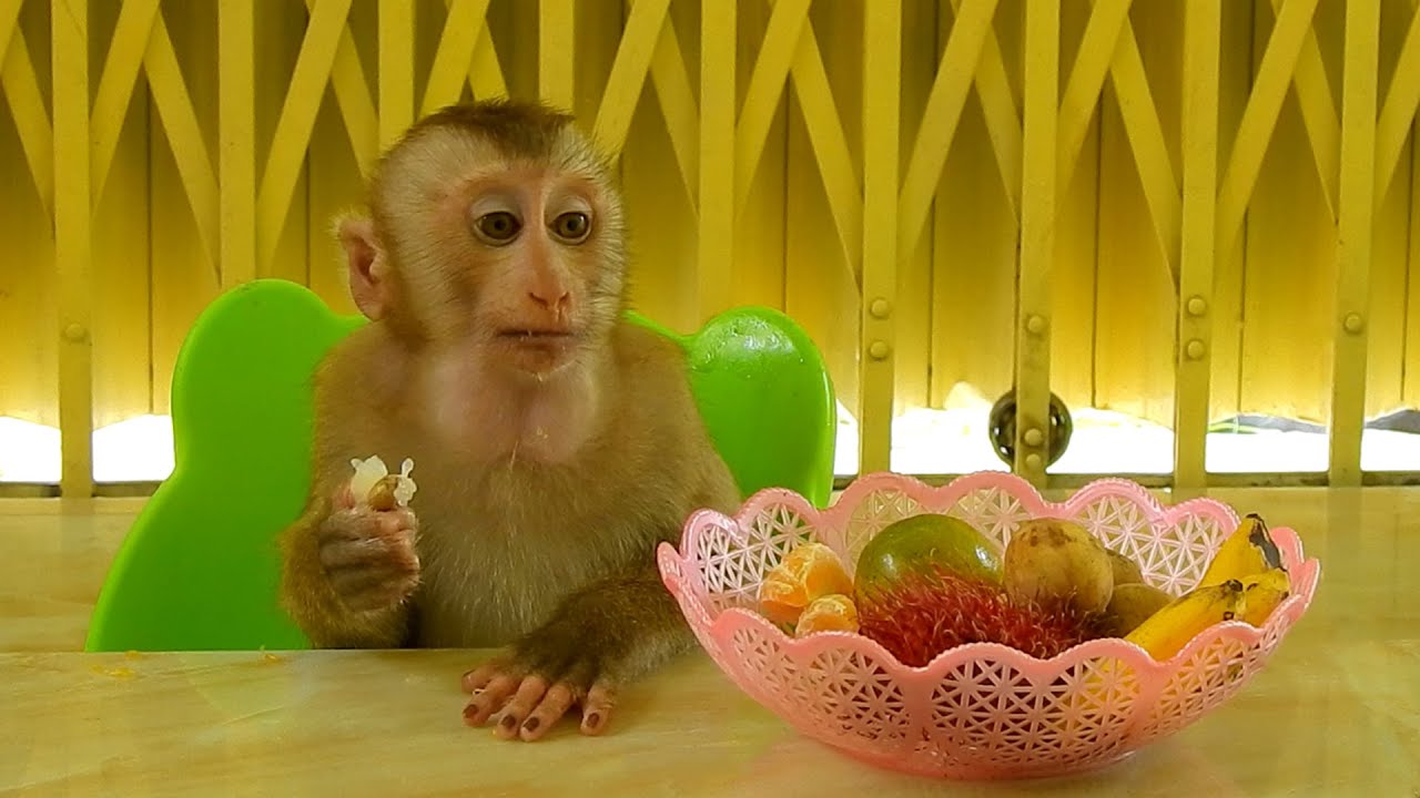 Healthy Fruit, Adorable Monkey Kako Eating Longsat Fruits,