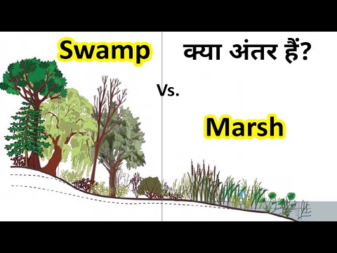 What is Swamp in Hindi | Difference between Swamp & Marsh | Geography