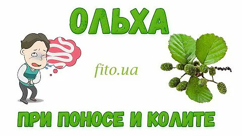 Ольха при поносе и колите как приготовить ольху, применение и противопоказания