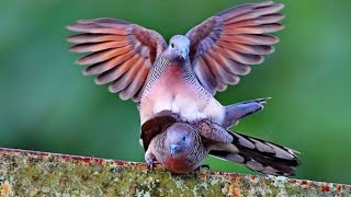 Dove Pigeon Bird Meeting | Beautiful Dove Bird | The Loving Birds