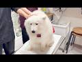 生後8ヶ月の子犬が、初めての手術を受けることになりました。
