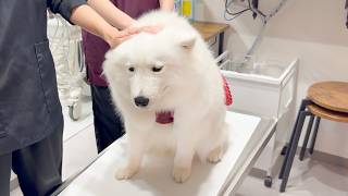 生後8ヶ月の子犬が、初めての手術を受けることになりました。