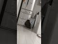 【フクロウ】こんなところに❗️ #shorts