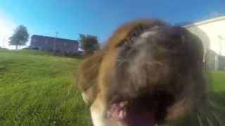 Pet Adoption PSA