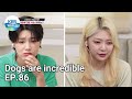 Dogs are incredible EP.86 | KBS WORLD TV 210728
