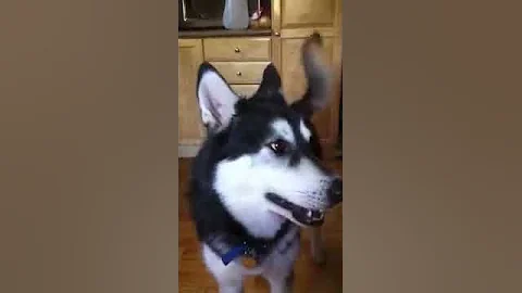 Koa talks