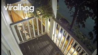 Jimothy the Famous Raccoon With Short Spine Syndrome Spotted on Seattle Balcony || ViralHog