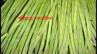 পুষ্টিগুণে ভরা সজিনা||Sojinar Upokarita||সজিনার উপকারিতা