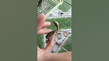 Cận cảnh rùa cổ rắn kinh dị #turtle #rùa #ruacanh #ruanuoc #pet #ruacoran #bosat #reptile