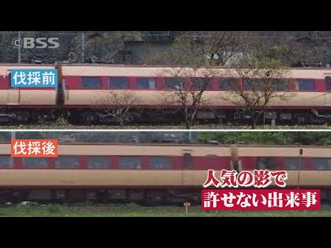 「うそでしょ！冗談でしょ！」 勝手に柿の木を伐採 … 「撮り鉄」の仕業か