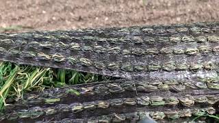 Perfect Artificial Turf Seams ---  Making a Perfect Turf Seam