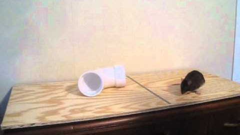 Clicker Training Rats -- Georgie goes through the PVC pipe tunnel