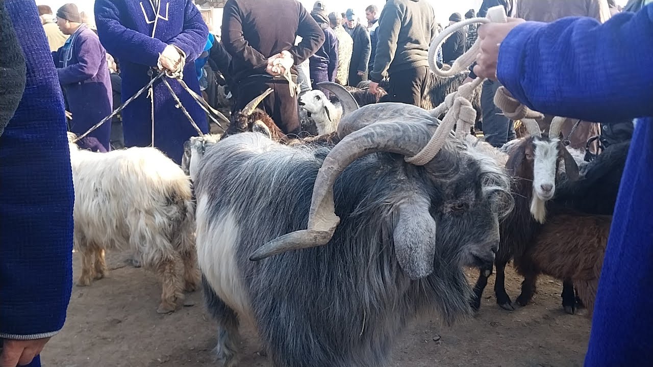 5.03.2026 ECHKI ULOQ TAKA SARKA NARXLARI DEXQONLARDAN QARSHI KARVON MOL BOZORIDA 