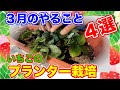 イチゴのプランター栽培!!3月になったらやること4選!!〜サラリーマンでも出来るいちご栽培シリーズ〜