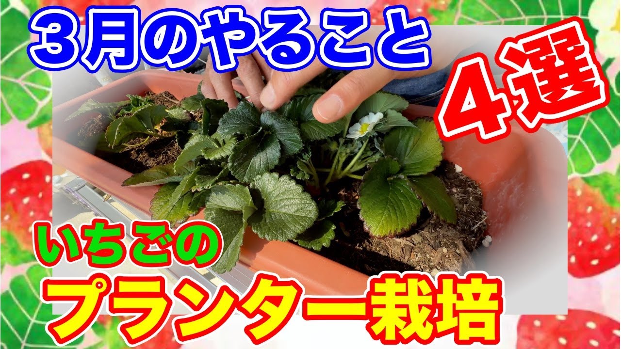 イチゴのプランター栽培！！3月になったらやること4選！！〜サラリーマンでも出来るいちご栽培シリーズ〜