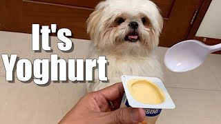 is yogurt good for shih tzu