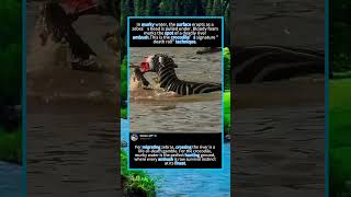 Crocodile’s Brutal Attack on Zebra Caught On Camera.#CrocodileAttack #ZebraCrossing