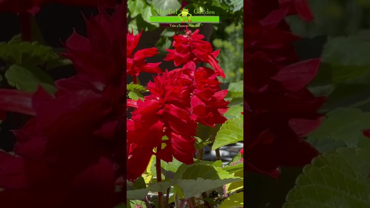 сальвия спланденс 🐸 