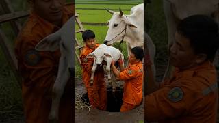 Workers Rescue The Cow Calfs Life