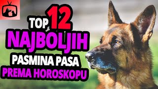 Koji Ti Pas Pripada Prema Horoskopu? TOP 12 Najboljih Pasmina Pasa Za Svaki Horoskopski Znak!