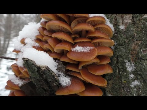 ЗИМНИЕ ОПЯТА! Я ИХ НАШЁЛ (ЗОЛОТЫЕ ГРИБЫ!) ГРИБЫ КОТОРЫЕ РАСТУТ В МОРОЗ! Приготовил зимние опята!