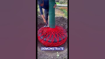 Modern Tree Transplanting Techniques | Moving Trees Safely #shortsvideo #shorts #short