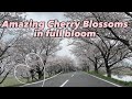 Spectacular cherry blossom