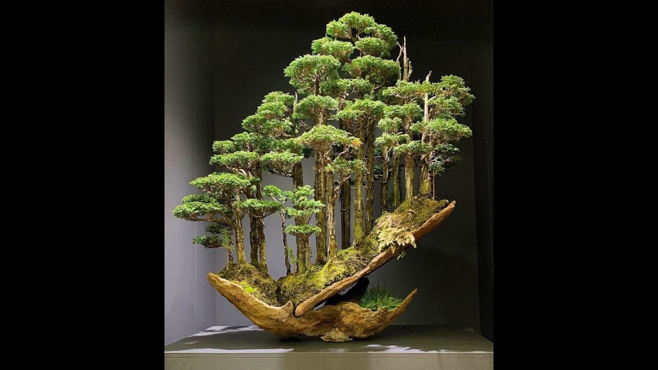10 BONSAI TRA I PIU' BELLI AL MONDO