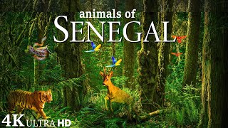 Animals Of The Senegal 4K - Scenic Wildlife Film With Calming Music - Relaxation Music screenshot 4