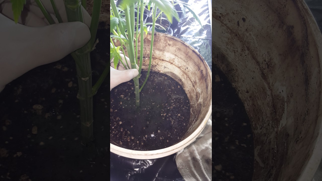 Root soak in botanigard to kill root aphids. - YouTube