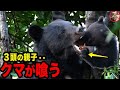 【冬眠明け】親子グマが食べているものとは、、